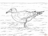 Coloring Pages Gull Skip Main sketch template