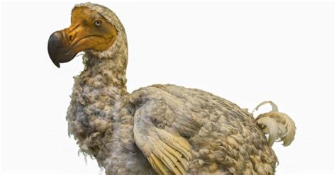 dodo bird facts raphus cucullatus az animals