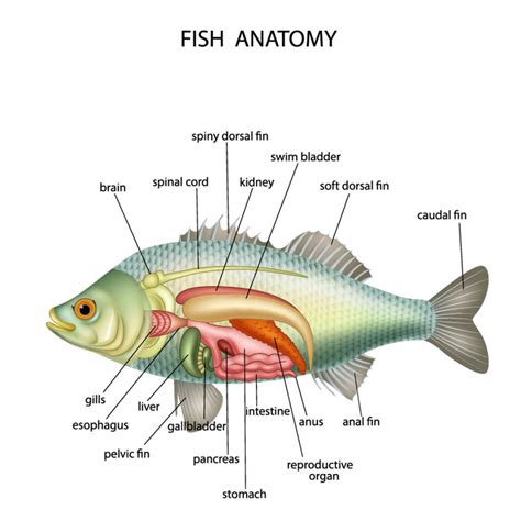fish anatomy red sea dive