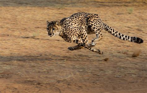 fastest land animals   world