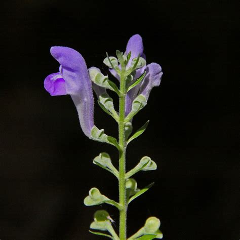 Caa06036a Hairy Skullcap At Beaver Dam State Park