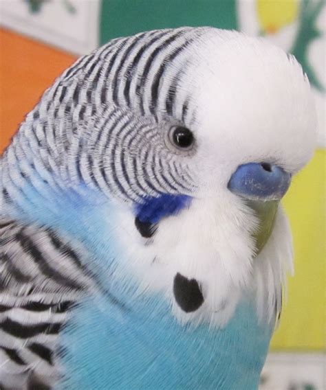 budgies  awesome whats  favorite color   budgie