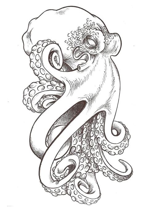 sketch octopus drawing realistic png sketch