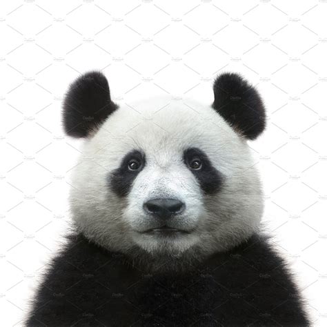 panda face isolated  white animal stock  creative market