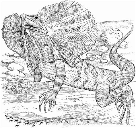 bearded dragon coloring page fresh  lizard coloring pages animales