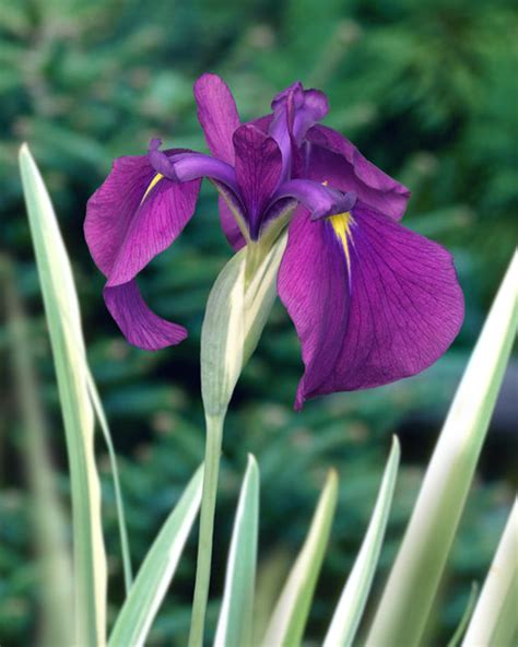 iris ensata variegata bare roots buy variegated japanese water iris   farmer gracy uk