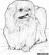 Coloring Pages Books Dog Pekinese Kids Dogs Sheets Animal Book Apso Lhasa Colouring Pekingese Pyrography Patterns sketch template