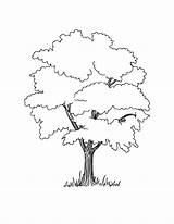 Tree Birch Coloring Pages Printable Getcolorings sketch template