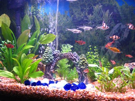 start  freshwater tropical aquarium pethelpful