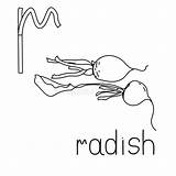 Radish Educated Contour Alphabet sketch template