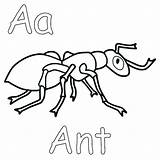 Coloring Ant Getdrawings Ants sketch template