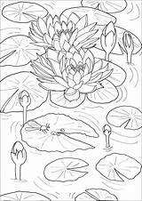 Water Coloring Dragonfly Lilies Little Flowers Pages Adult Fleurs Vegetation sketch template