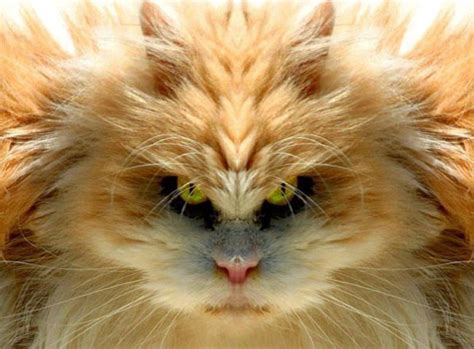 hd animals scary cat face