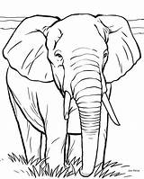 Elefante Imprimirdesenhos sketch template