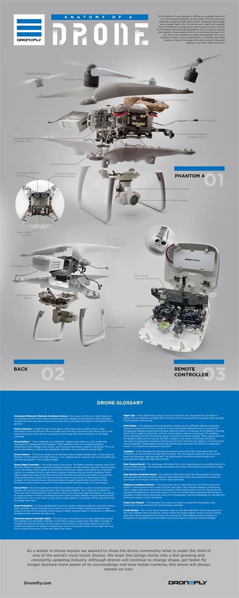 wondered whats  dronefly reveals  anatomy   drone