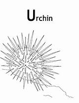 Urchin Sea Coloring Designlooter 600px 28kb sketch template