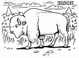 Coloring Pages Extinct Animals Printable Getcolorings Bison sketch template