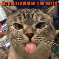 xpurt opinion  haz  lolcats lol cat memes funny cats