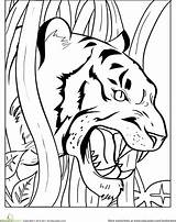 Tiger Clemson Jungle Tigers Growling Getdrawings sketch template