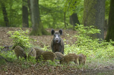 wild zwijn natuurmonumenten