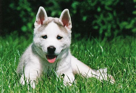 siberian husky information dog breeds  thepetowners