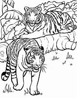 Tiger Mewarnai sketch template