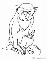 Singe Dibujo Capuchino Animales Jungle Animal Monyet Hellokids Singes Coloriages Mewarna Kertas Jungla Kanak Halaman Haiwan sketch template