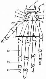Hand Bones Anatomy Coloring Human Skeleton Skeletal Physiology Bone Worksheet Carpals Names Arm Body System Practice Diagram Label Muscles Book sketch template