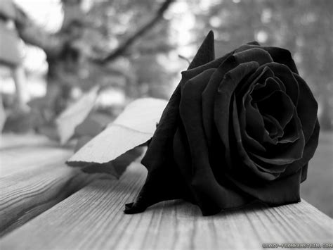 black rose day  napowrimo poetheart