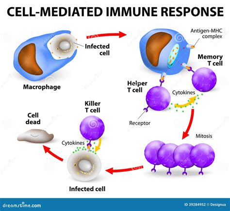 cell mediated immune response stock vector image