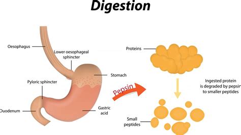 types  digestive system enzymes