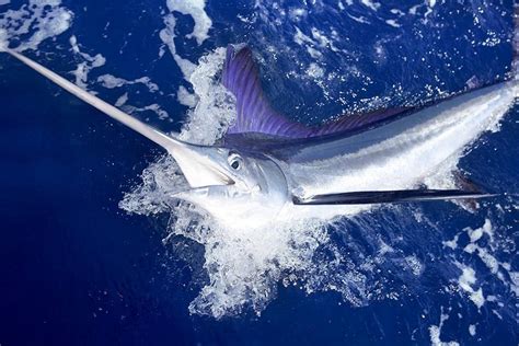 blue marlin wp charter standard fishing charter wordpress theme
