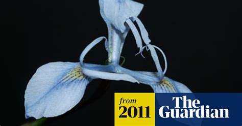 iris that flowers for just two weeks a year discovered in