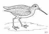 Snipe Bird Coloring Pages Drawing Sandpiper Quetzal Getdrawings Printable sketch template