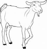 Goat Coloring Pages Walking Printable Farm Goats Color Baby Print Animal Animals Colouring Chin Kids Ages Coloringpages101 Description Adult Choose sketch template