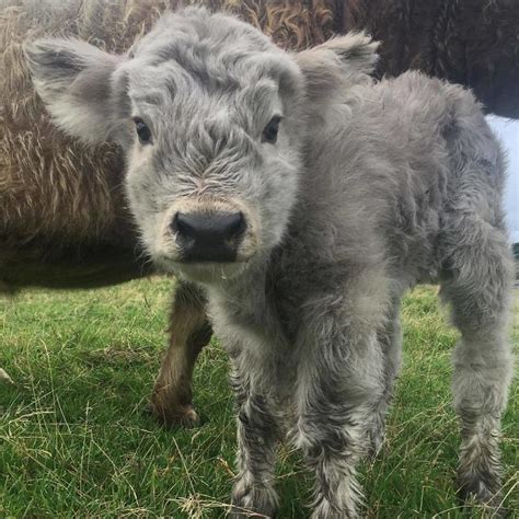 if you ever feel sad these 85 highland cattle calves will make you smile
