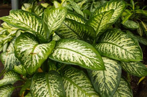 dieffenbachia planting  care  dumb cane plant hgtv