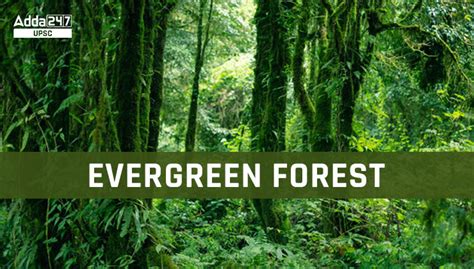 tropical evergreen forest maps types  trees