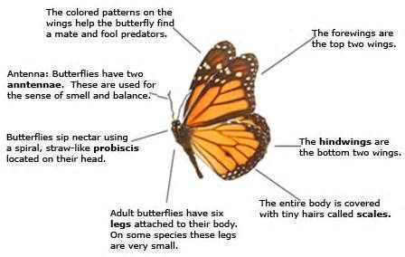 butterfly facts butterfly body parts butterfly eyes butterflies butterfly facts  kids