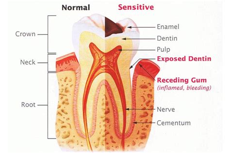 tooth pulp function  oral health encore dental clinic