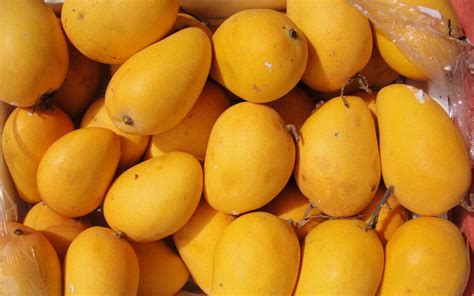 exporter of fresh pakistani mango sohail haroon corporation