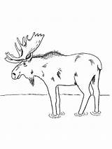 Moose Pages Coloring sketch template
