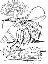 Crab Hermit Shell Coloring sketch template