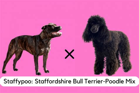 staffypoo  staffordshire bull terrier  poodle mix