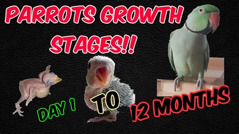 Indian Ringneck Growth Stages Day 1 To 12 Months Parrot Growth