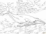 Humpback Ausmalbilder Baleine Coloriage Imprimer Ausmalbild Bosse Designlooter Buckelwal Skip Main Supercoloring sketch template