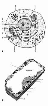 Zelle Tierische Zellen Physik sketch template