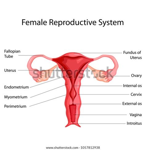 Education Chart Biology Female Reproductive System Stock Vector