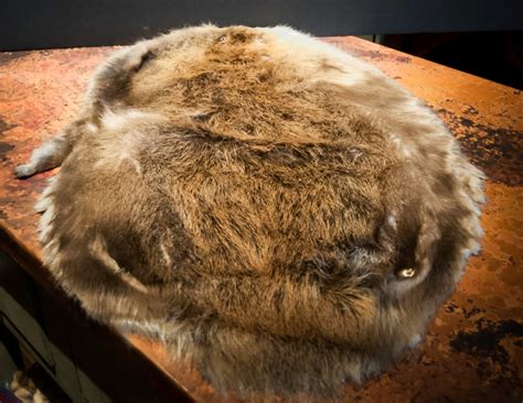 canadian beaver pelt