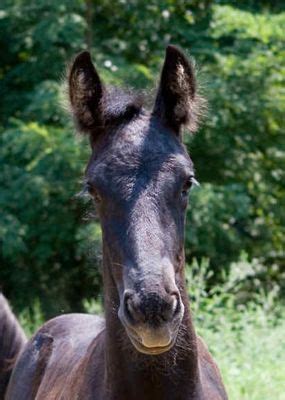 friesian filly named abbey  bridlewood stable horses draft horses equines